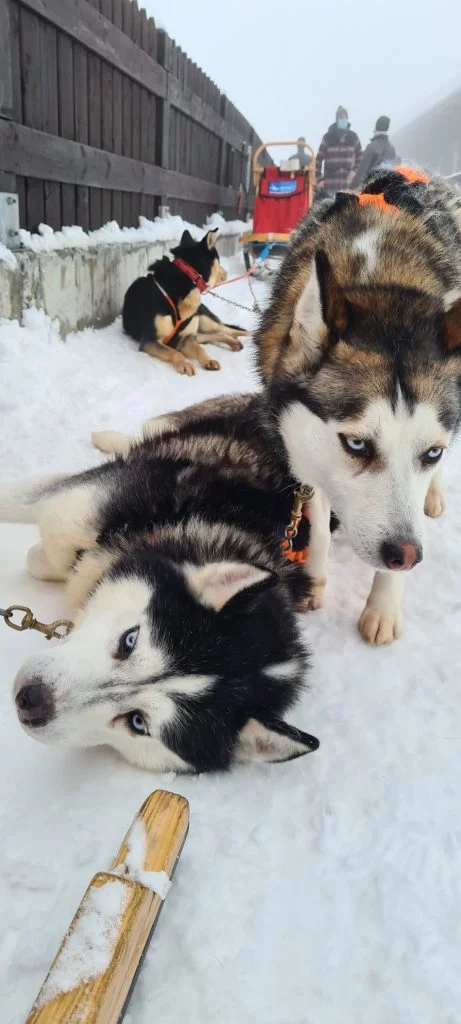 Husky Sleddog