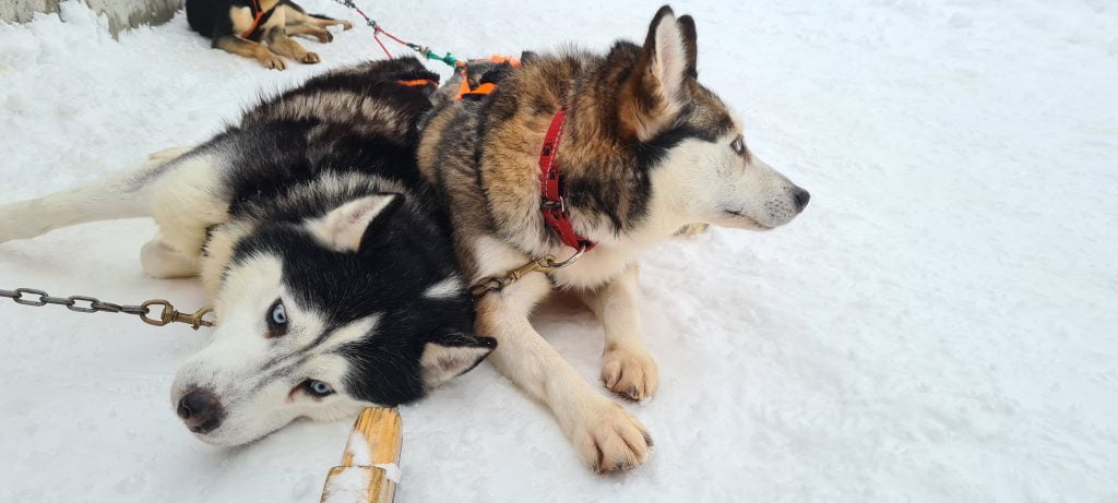 Cosa fare a Livigno in inverno: husky
