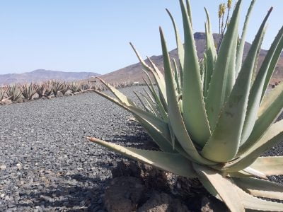 L’anima di Fuerteventura: Aloe Vera e degustazione olio